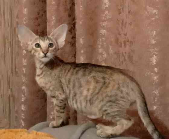 Продам ориентальных котят Мариуполь