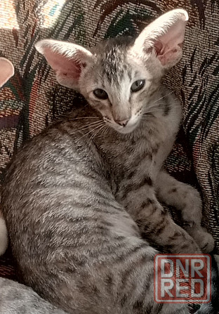 Продам ориентальных котят Мариуполь - изображение 2