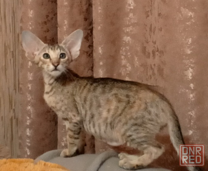 Продам ориентальных котят Мариуполь - изображение 1