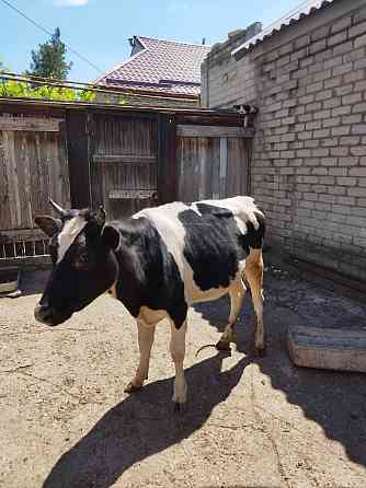Продам тёлочку от высокодойной коровы.Стрелочка Горловка