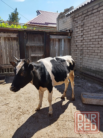 Продам тёлочку от высокодойной коровы.Стрелочка Горловка - изображение 2