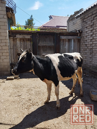Продам тёлочку от высокодойной коровы.Стрелочка Горловка - изображение 1