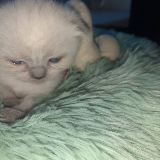 Шотландские котята от заводчика Донецк