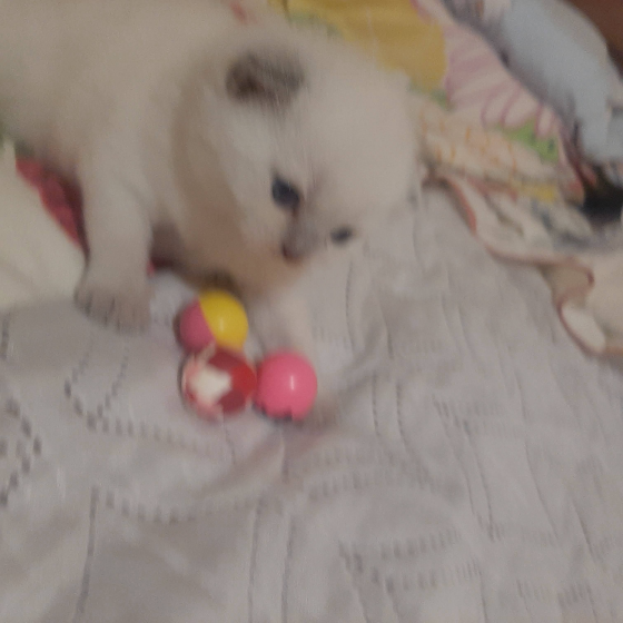 Шотландские котята от заводчика Донецк