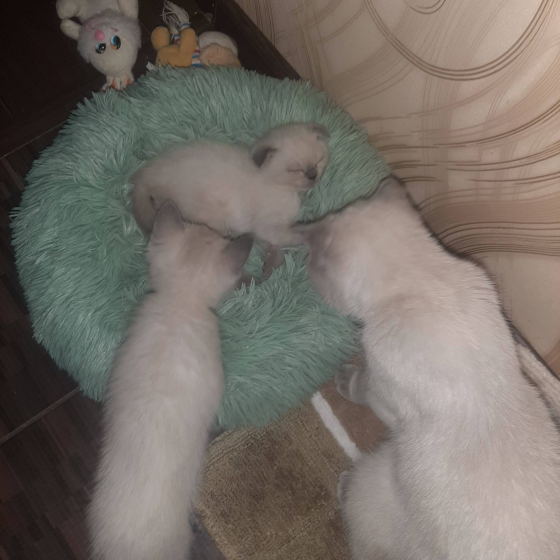 Шотландские котята от заводчика Донецк