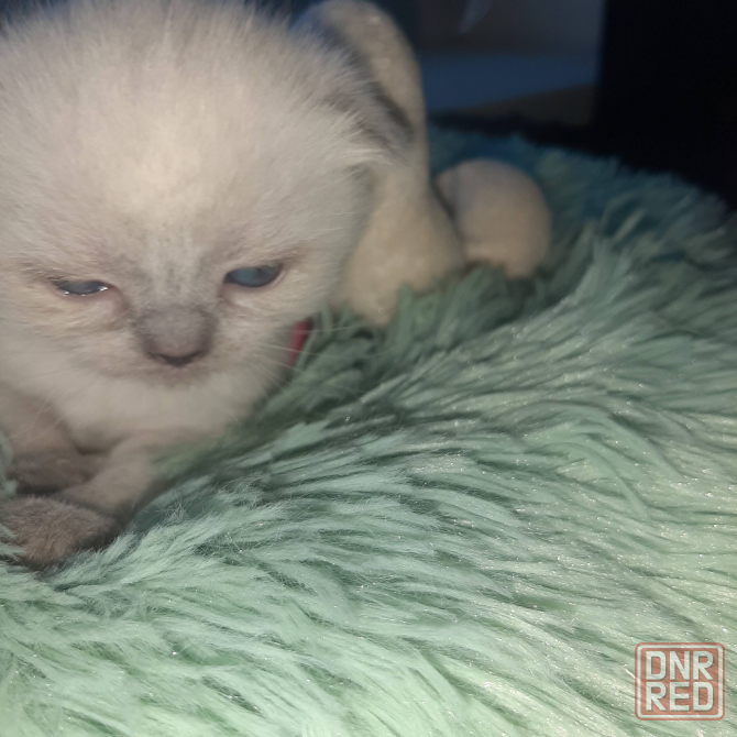 Шотландские котята от заводчика Донецк - изображение 3