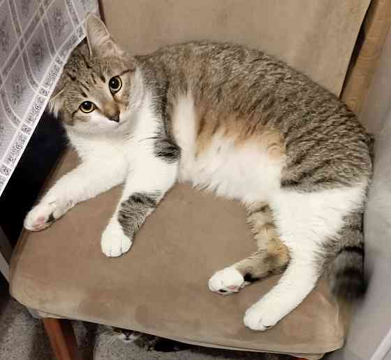 Отдам кота Донецк