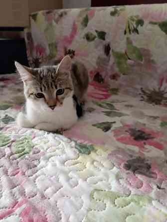 Отдам кота Донецк