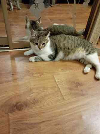 Отдам кота Донецк