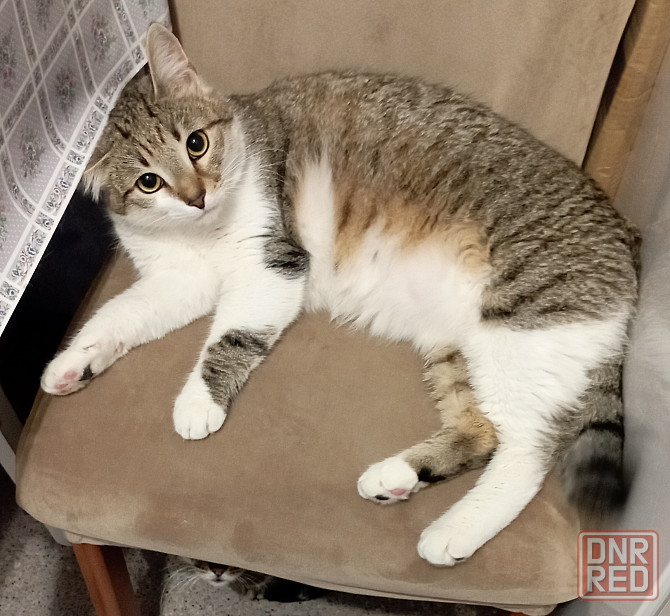 Отдам кота Донецк - изображение 2