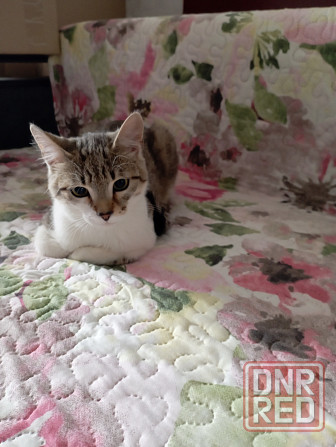 Отдам кота Донецк - изображение 2