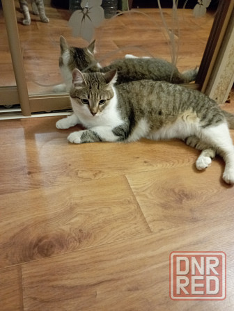 Отдам кота Донецк - изображение 3