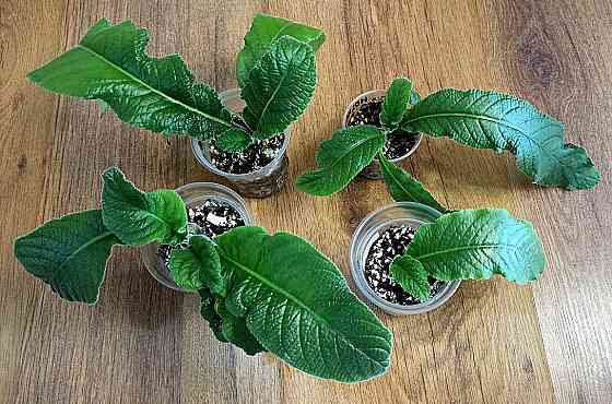 Стрептокарпусы Донецк