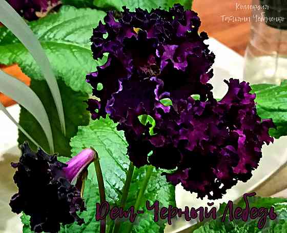 Стрептокарпусы Донецк