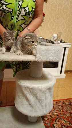 Шотландские котята Донецк