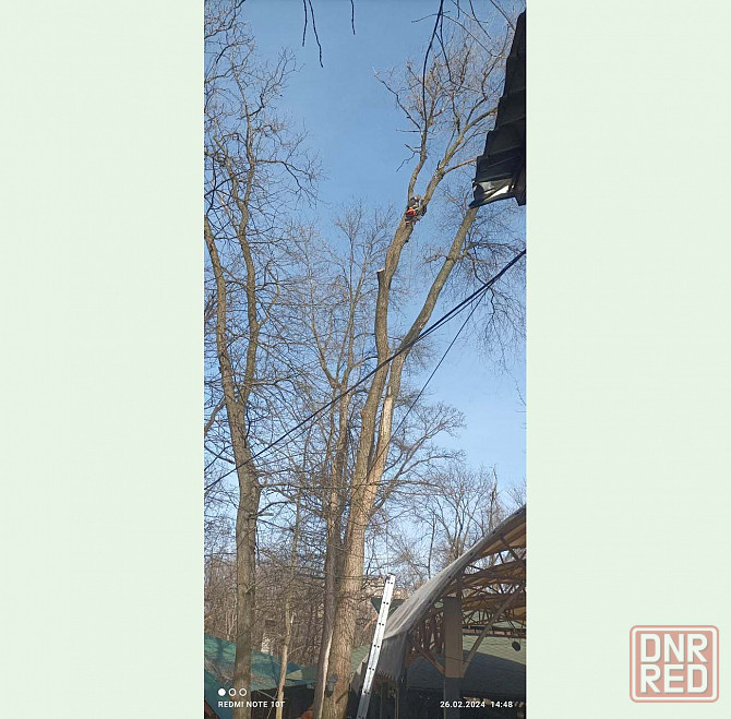 Удалим опасные деревья и приведём участок в порядок Донецк Донецк - изображение 3