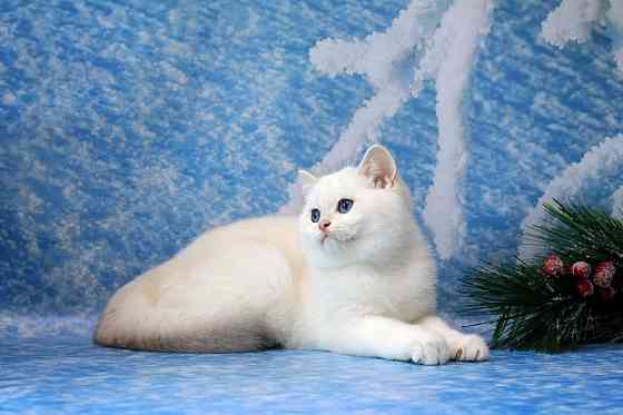 Британец , с синими глазами мальчик , с вакцинацией и документами Макеевка