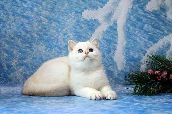 Британец , с синими глазами мальчик , с вакцинацией и документами Макеевка