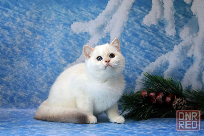 Британец , с синими глазами мальчик , с вакцинацией и документами Макеевка - изображение 3