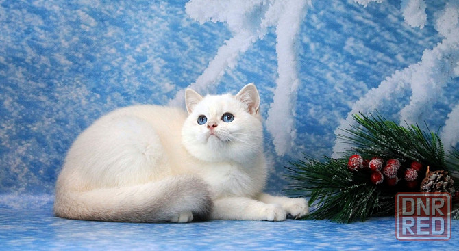 Британец , с синими глазами мальчик , с вакцинацией и документами Макеевка - изображение 1