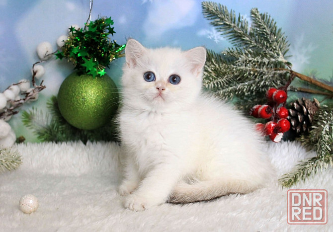 Британец , с синими глазами девочка с вакцинацией и документами Макеевка - изображение 2