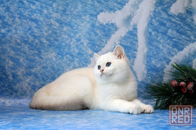 Британец , с синими глазами мальчик , с вакцинацией и документами Макеевка - изображение 4