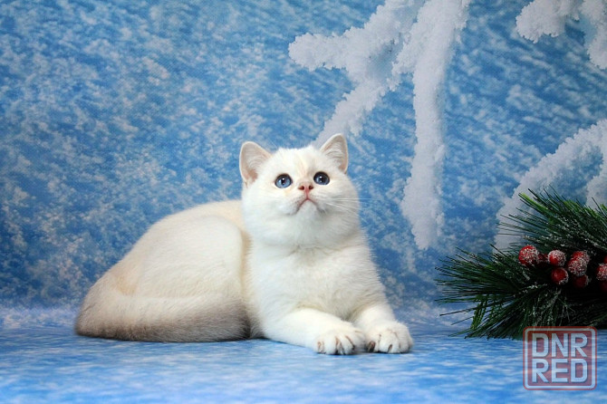 Британец , с синими глазами мальчик , с вакцинацией и документами Макеевка - изображение 2