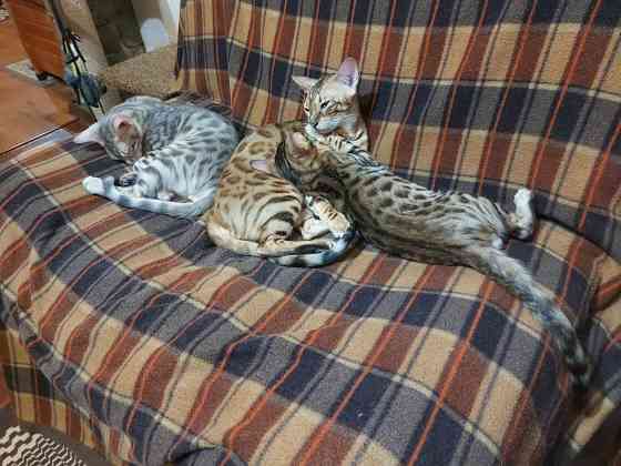 Котенок серенгети, окрас снежный барс Мариуполь