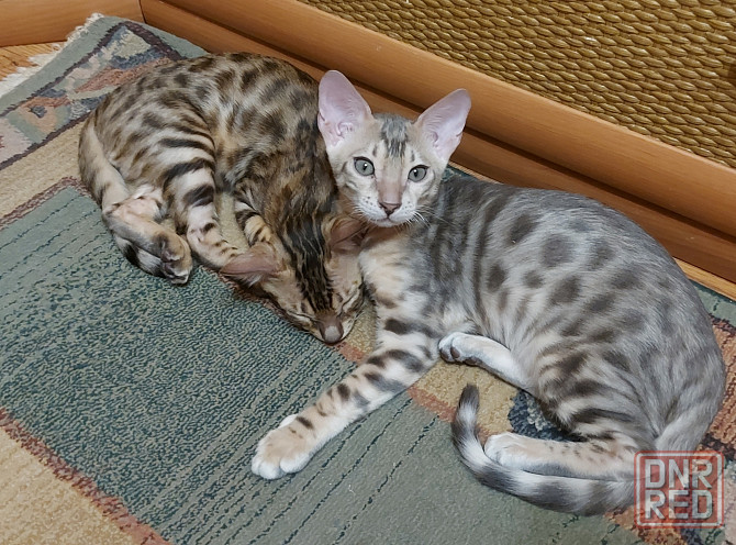 Котенок серенгети, окрас снежный барс Мариуполь - изображение 7