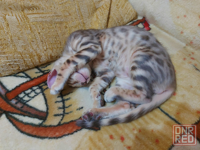 Котенок серенгети, окрас снежный барс Мариуполь - изображение 3