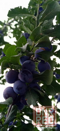 Замороженная вкуснейшая крупная слива "ренклод".Встреча Континент; ваз, Буденновка. Донецк - изображение 2