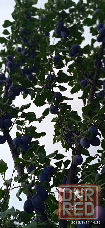 Вкуснейшая крупная слива "ренклод".Встреча континент; ваз, Буденновка, Будённовский р-н" Донецк - изображение 2