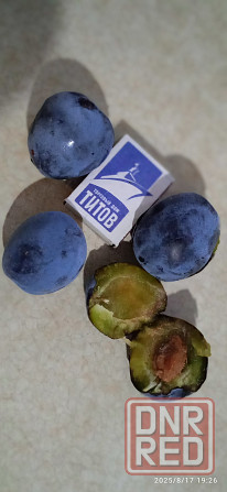 Замороженная вкуснейшая крупная слива "ренклод".Встреча Континент; ваз, Буденновка. Донецк - изображение 1