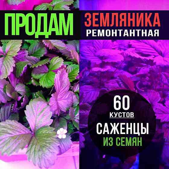 Рассада Земляники ремонтантной Донецк