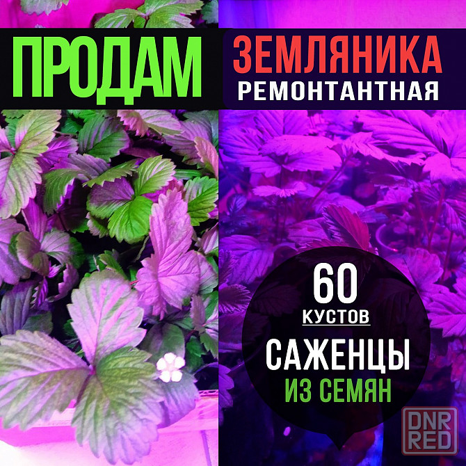 Рассада Земляники ремонтантной Донецк - изображение 1
