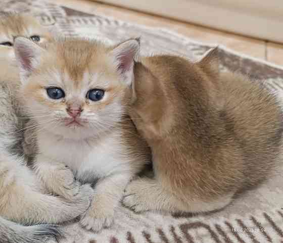 Шотландские золотые шиншиллы скоттиш-страйт Донецк
