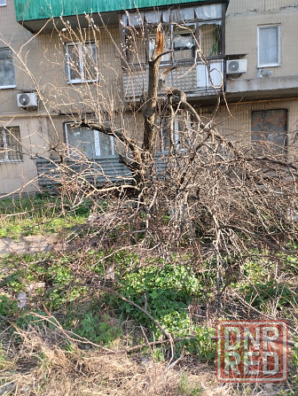 Валка деревьев любой сложности Макеевка - изображение 4