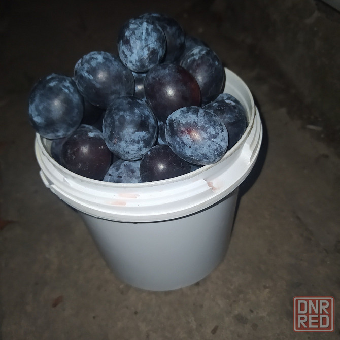 Слива Донецк - изображение 2