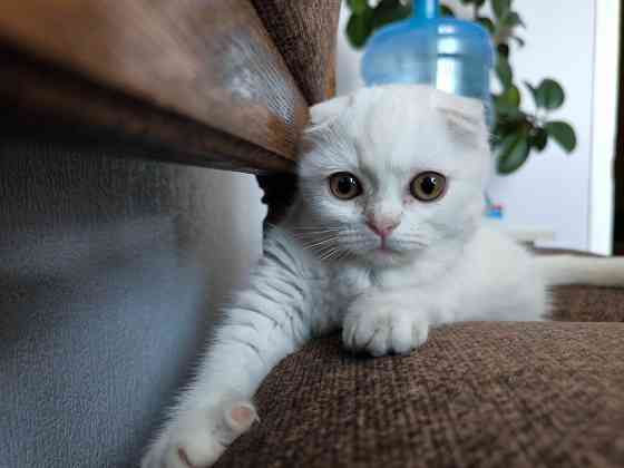 Скоттиш фолд Донецк