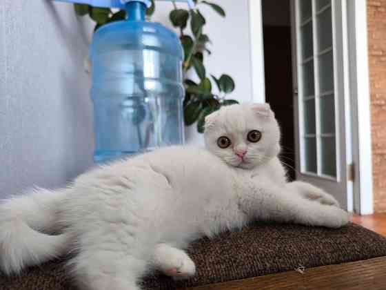Скоттиш фолд Донецк