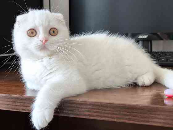 Скоттиш фолд Донецк
