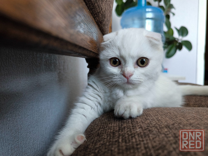 Скоттиш фолд Донецк - изображение 5