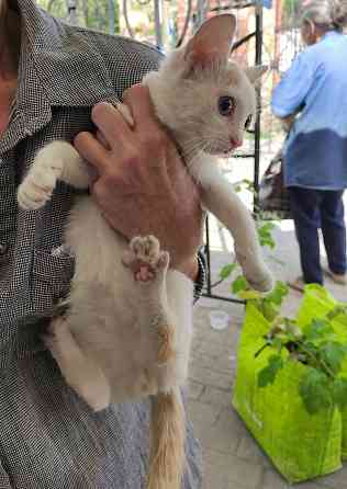 Котята белые котенок Донецк