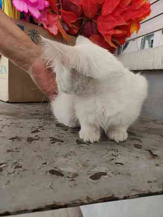 Котята белые котенок Донецк