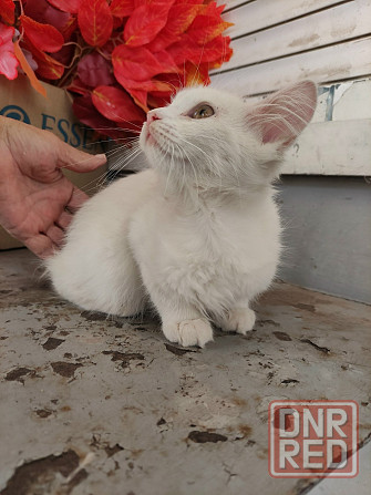 Котята белые котенок Донецк - изображение 1