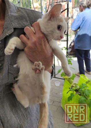 Котята белые котенок Донецк - изображение 5