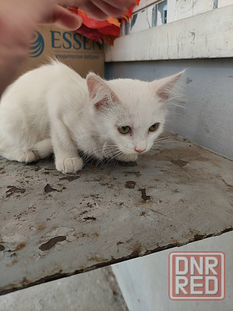 Котята белые котенок Донецк - изображение 3