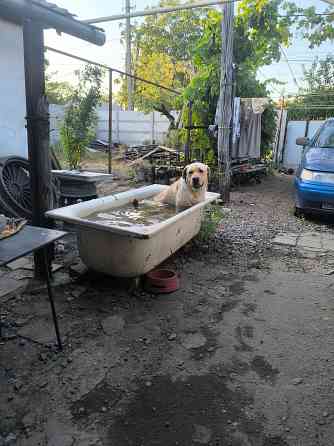 Отдам даром собаку Донецк