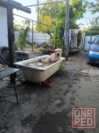 Отдам даром собаку Донецк - изображение 1