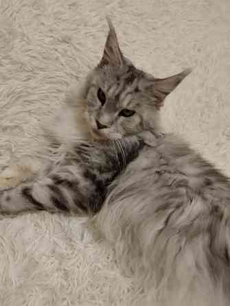 Кошка Мейн куна Донецк